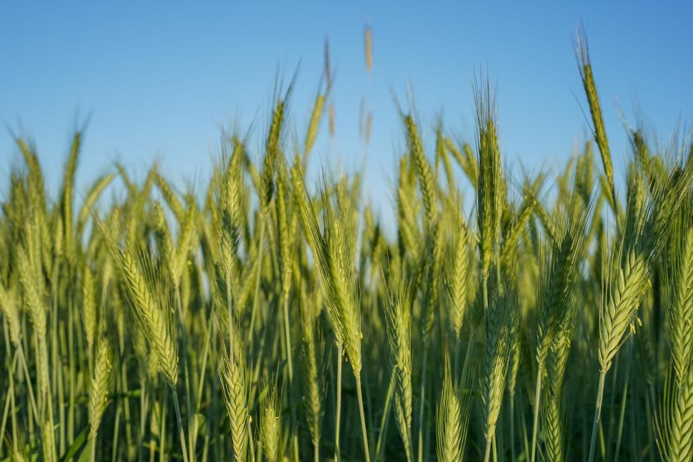 Free Stock Photo of Nature wheat cereal field grain rural agriculture ...