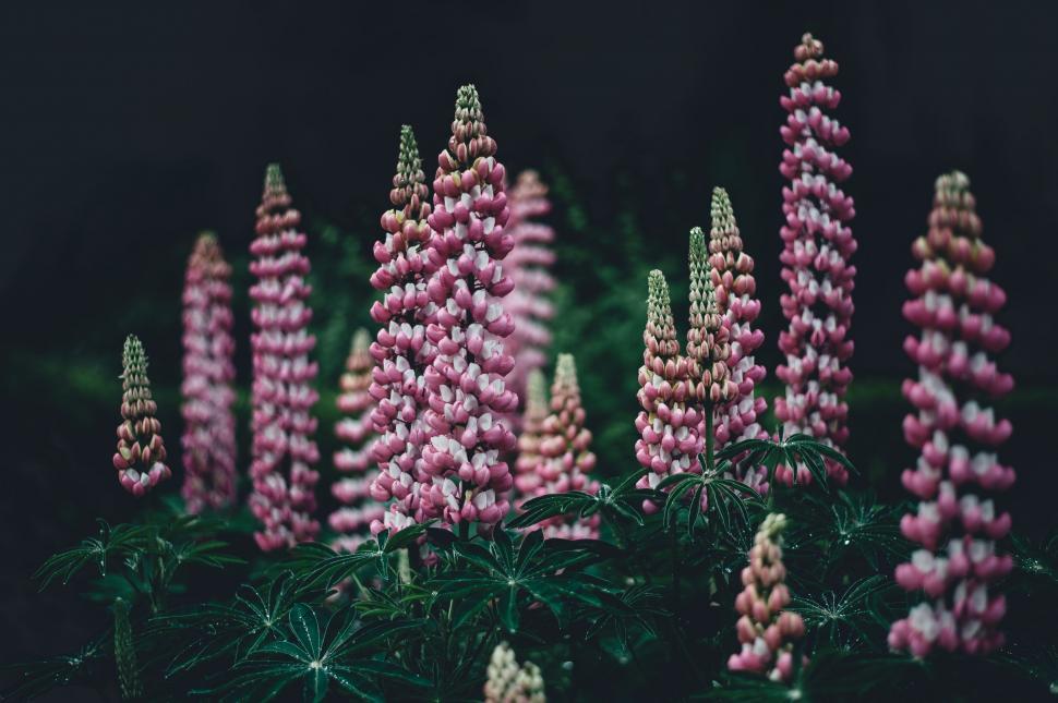 Free Image of Group of Pink Flowers Arranged Neatly 