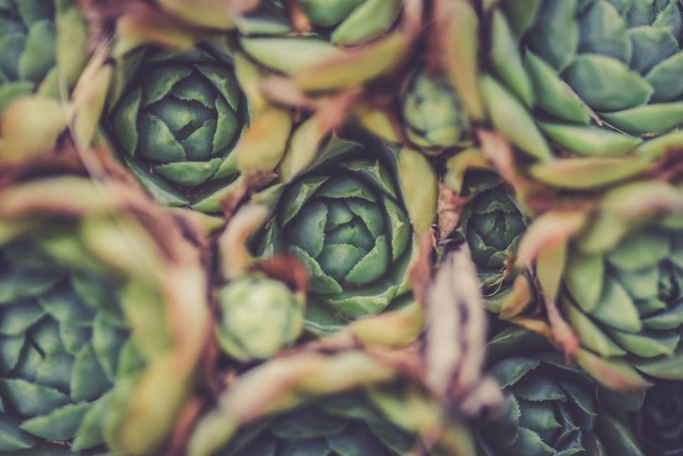 Free Image of Close Up of a Bunch of Green Flowers 