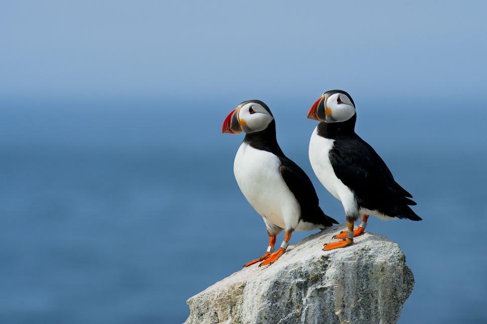 Free Image of Two Black and White Birds Perched on a Rock 