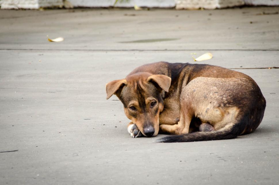 Free Image of Dog in Temple  