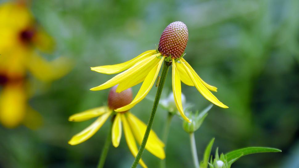 Free Stock Photo of Open bloom of prairie coneflower Download Free