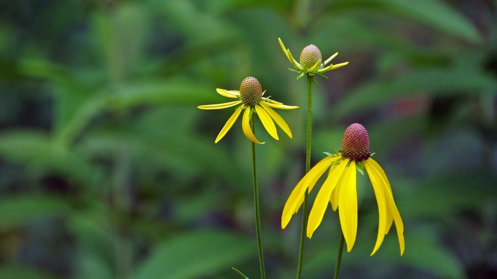 Free Image of Three Prairie Coneflowers 