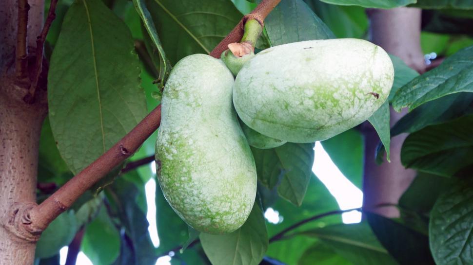 Free Image of Paw Paw Fruits 