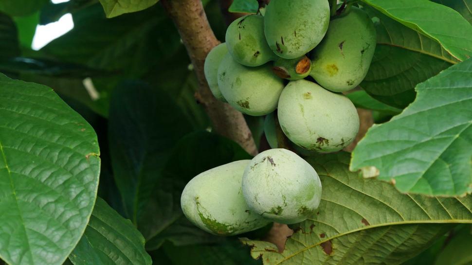 Free Image of Pawpaw - Prairie Banana 