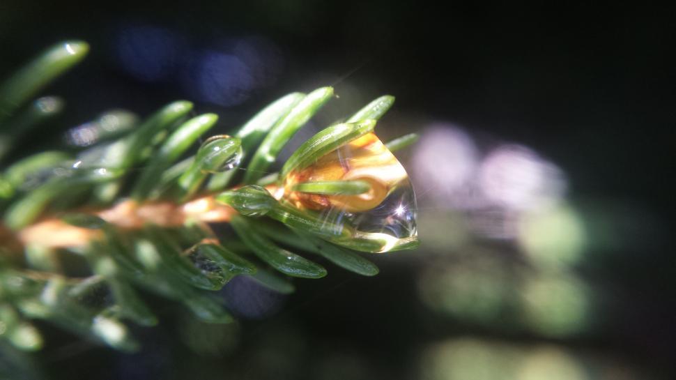 Free Image of In The Pines  