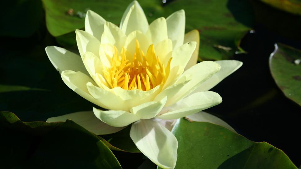 Free Image of Yellow Water Lily Bloom 