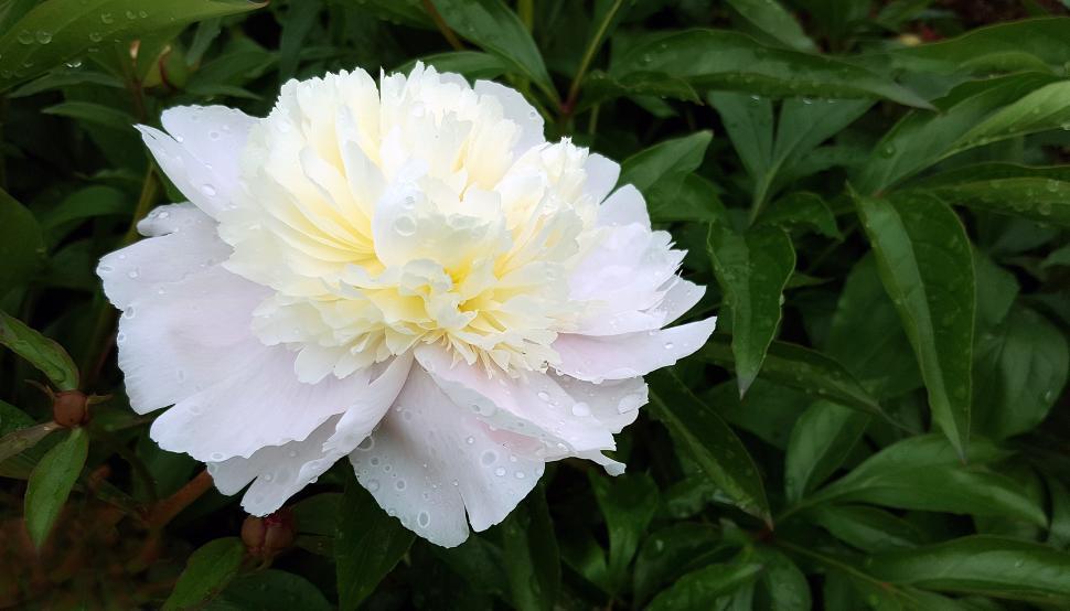 Free Image of White Peony Flower 