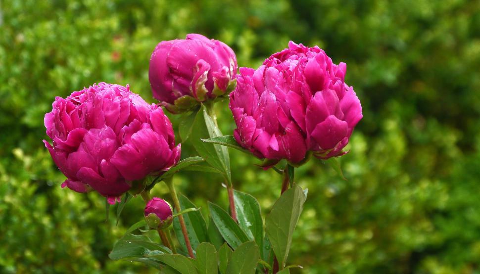 Pink Peony Flowers in Close-Up Photography · Free Stock Photo