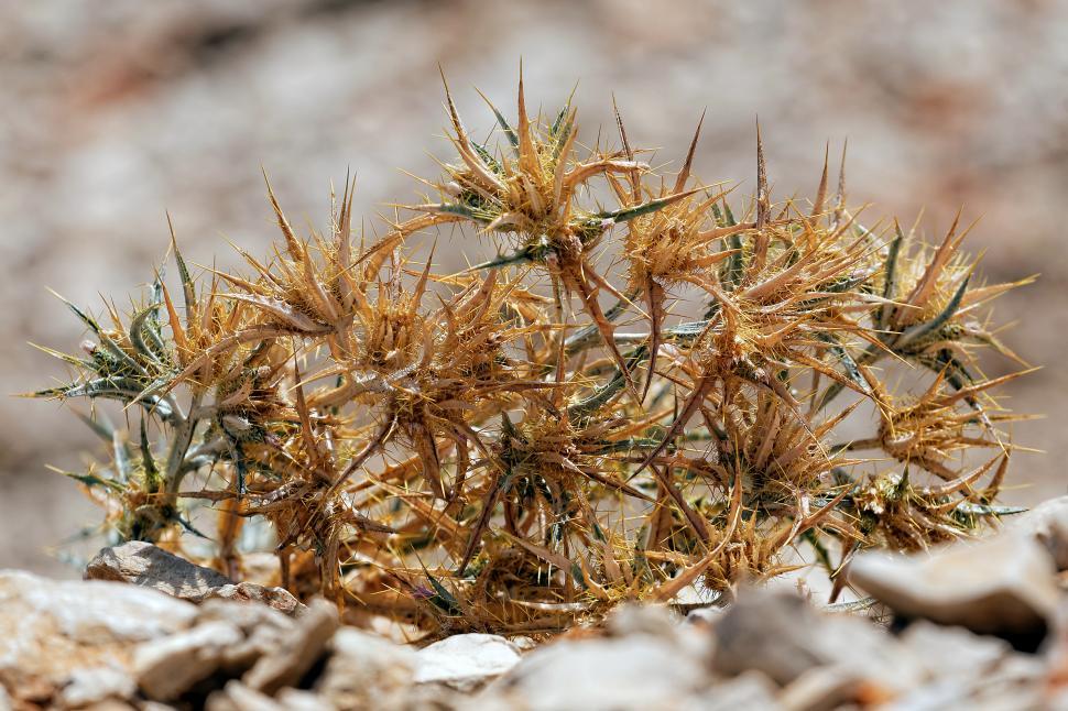 Free Image of Plant with thorns  