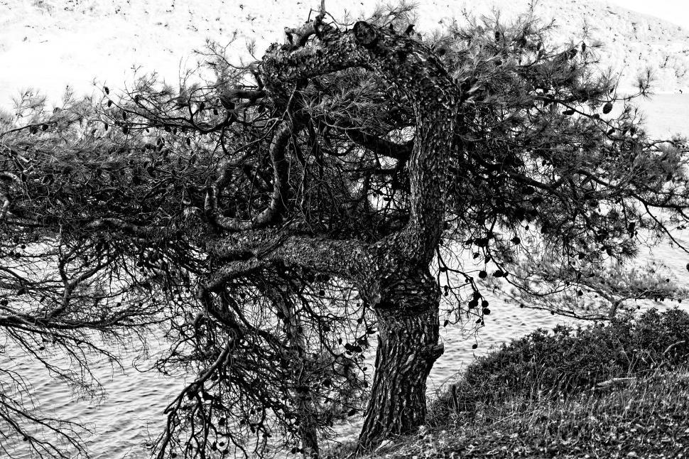 Free Image of Pine tree  