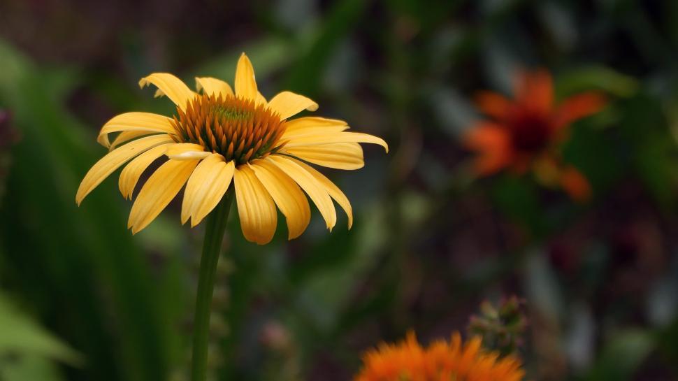 Free Image of Yellow Coneflower 