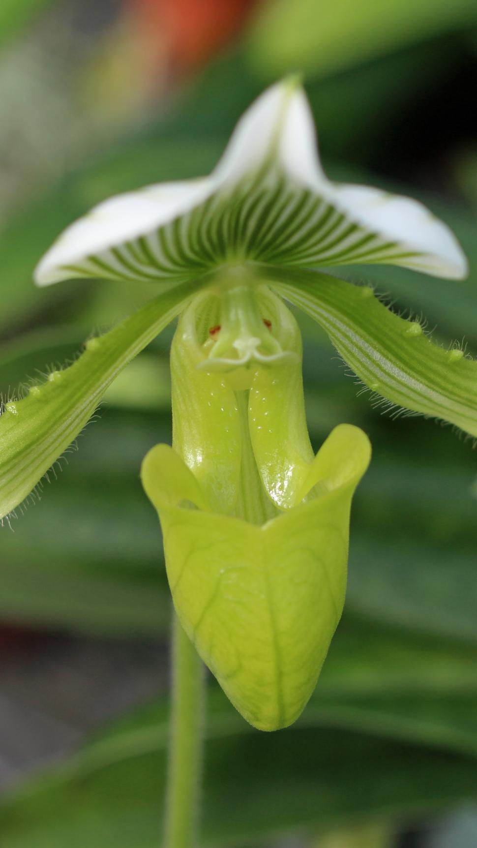 Green Lady Slipper Orchid 