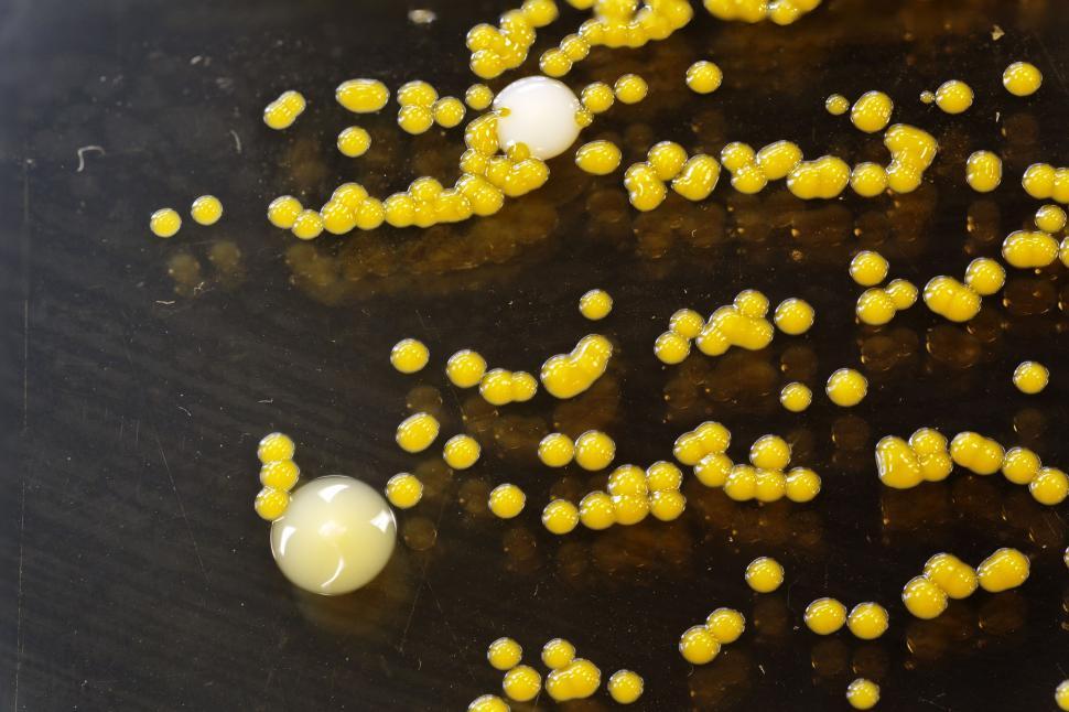 Free Stock Photo of Yellow bacteria Download Free Images and Free