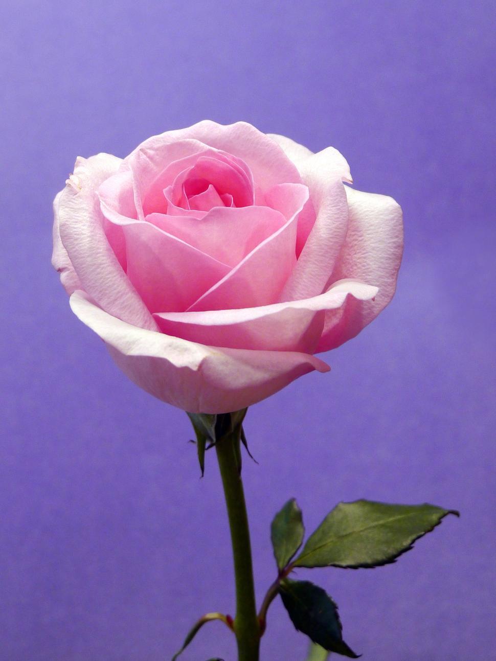 Thưởng thức những hình ảnh hoa hồng tím đầy sắc màu và độc đáo. Các loại hoa hồng tím khác nhau, từ những bông hoa nhỏ nhẹ đến những bông hoa lớn và long lanh, chắc chắn sẽ khiến bạn cảm thấy ngạc nhiên và hài lòng.