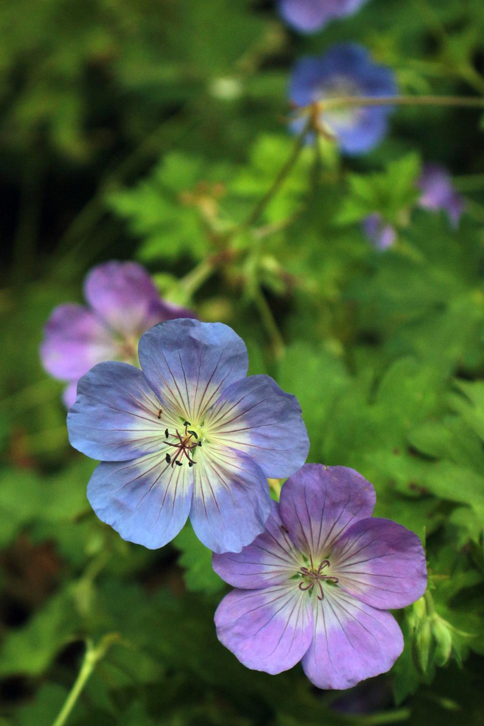 Free Image of Geranium  Rozanne  