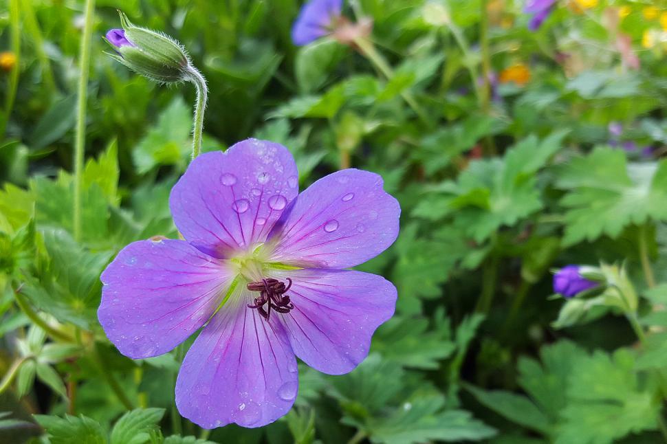 Free Stock Photo of Geranium Flower and Bud Download Free Images and