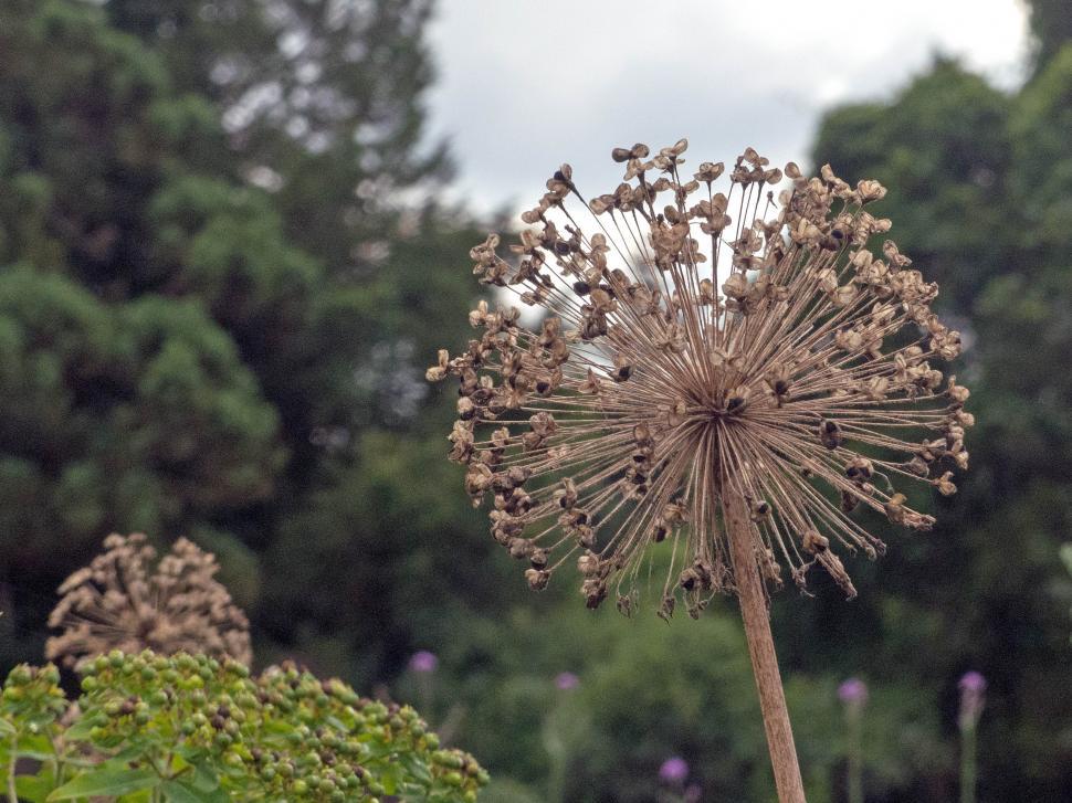 How To Dry Allium Flowers