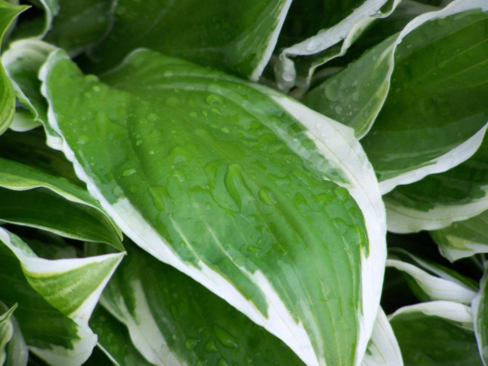 Free Stock Photo of Plant | Download Free Images and Free Illustrations