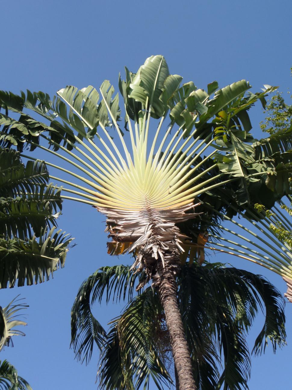 Free Image of Fan Palm 