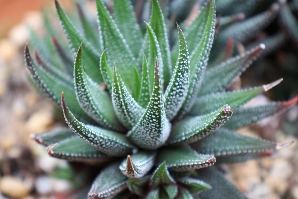 Free Stock Photo of Haworthia Attenuata Succulent Plant | Download Free Images and Free Illustrations