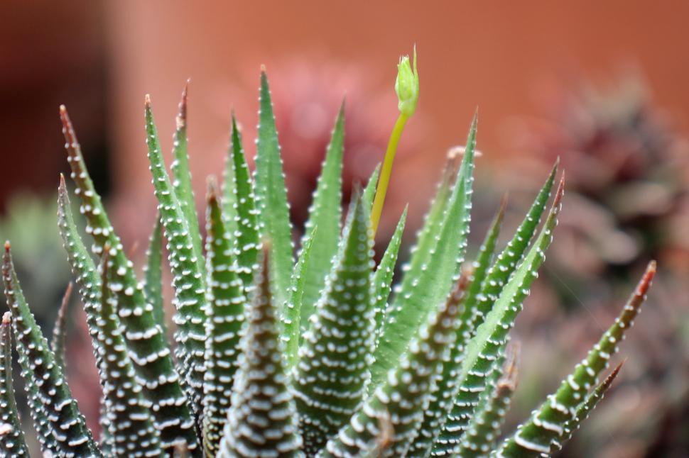 Free Stock Photo of Haworthia Attenuata Succulent with Small Bud | Download  Free Images and Free Illustrations