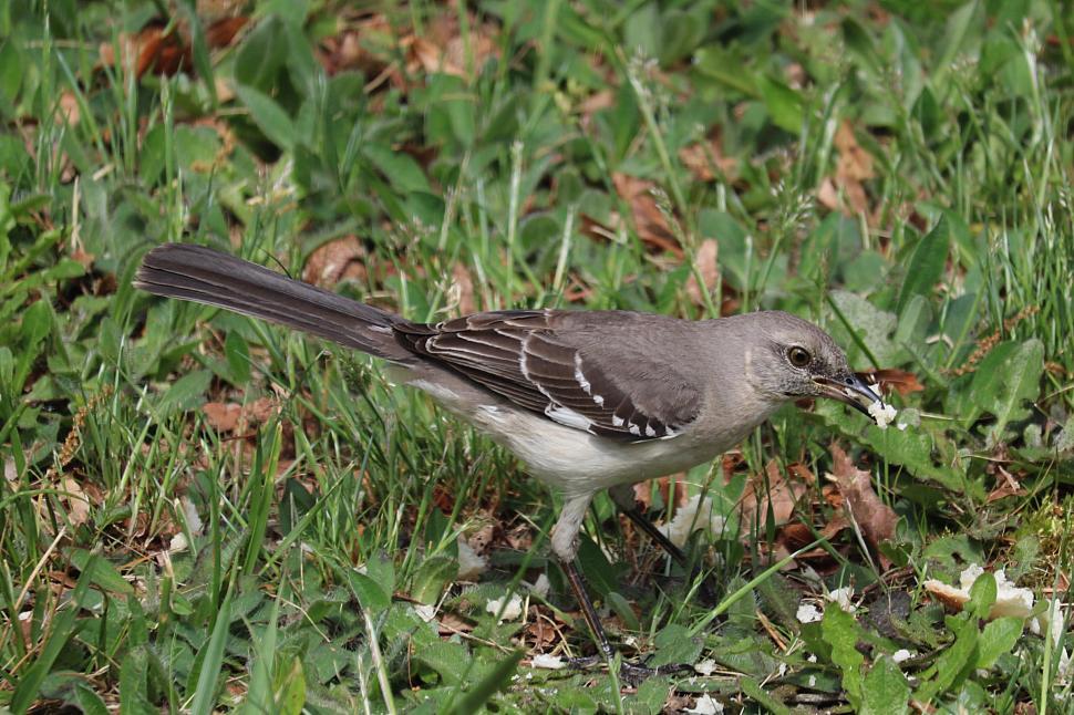 Free Image of Grey Bird  