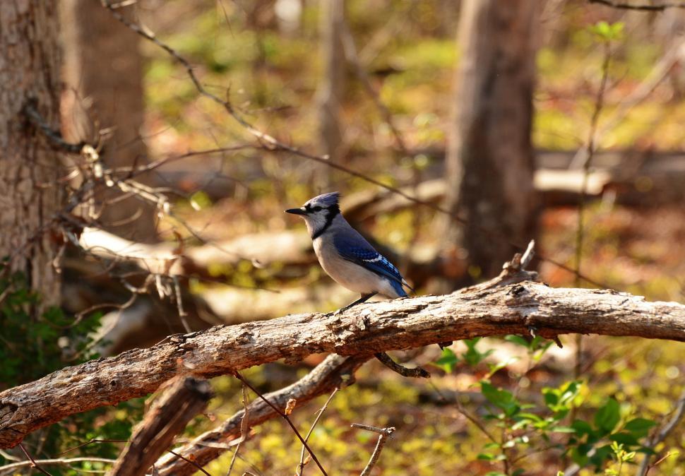 Free Image of Blue Jay,Bird  