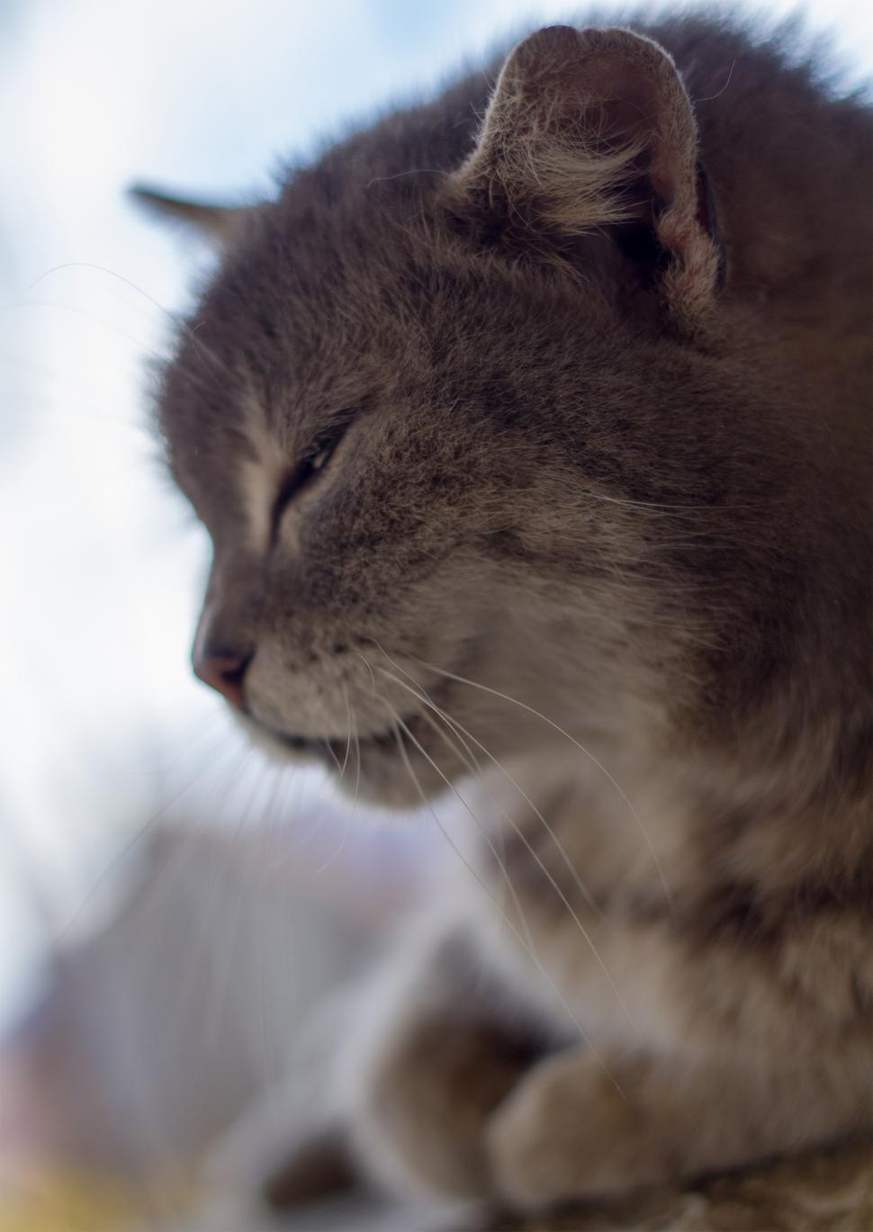 Free Image of Cat closeup  