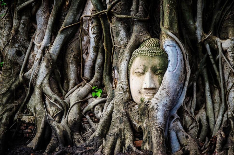 Buddha Statue Overgrown by Tree Roots