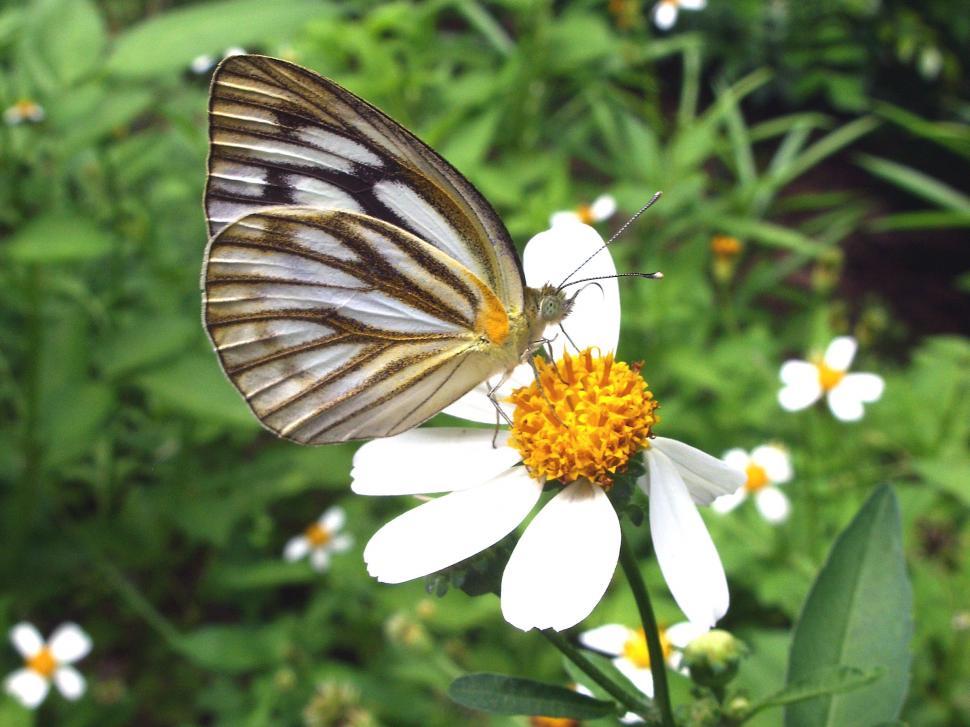Free Image of Painted Jezebel 