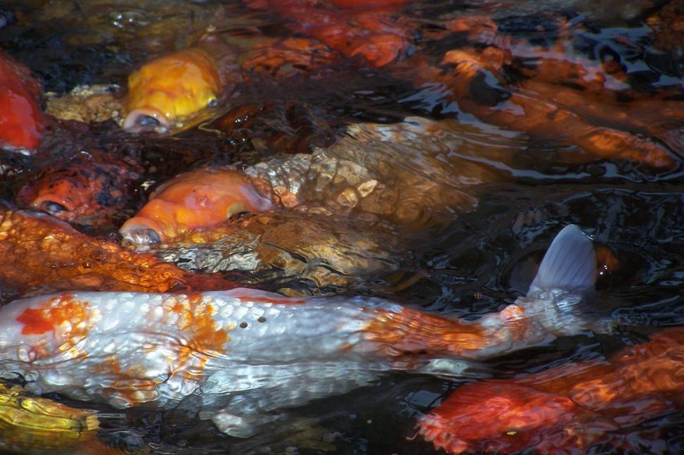 Free Image of Koi Carp 