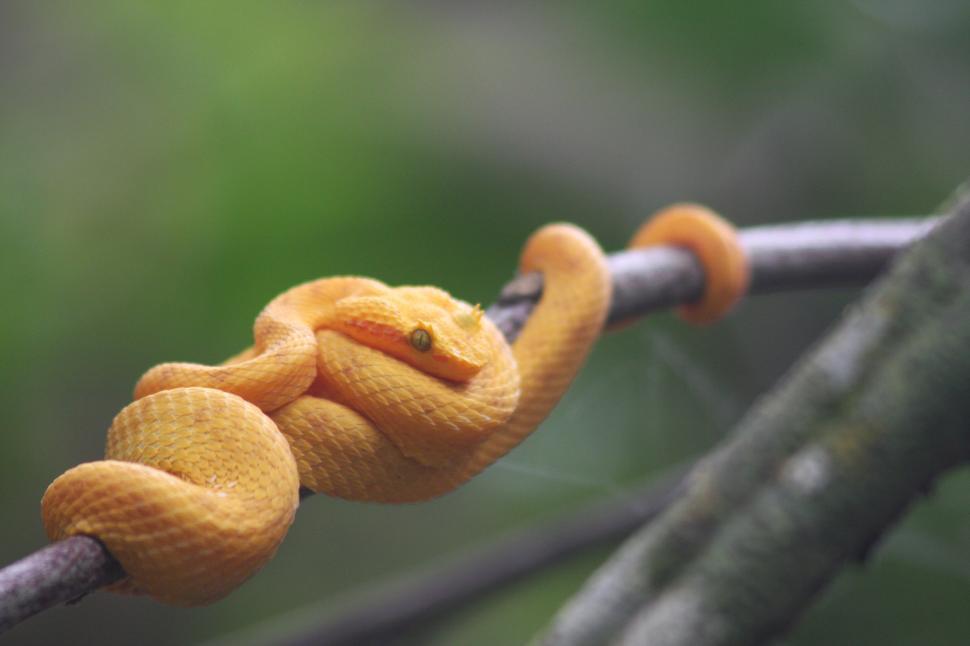 Free Stock Photo of eyelash viper | Download Free Images and Free ...