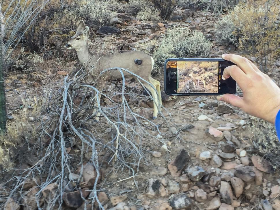 Free Image of Phone shooting photo of wildlife 