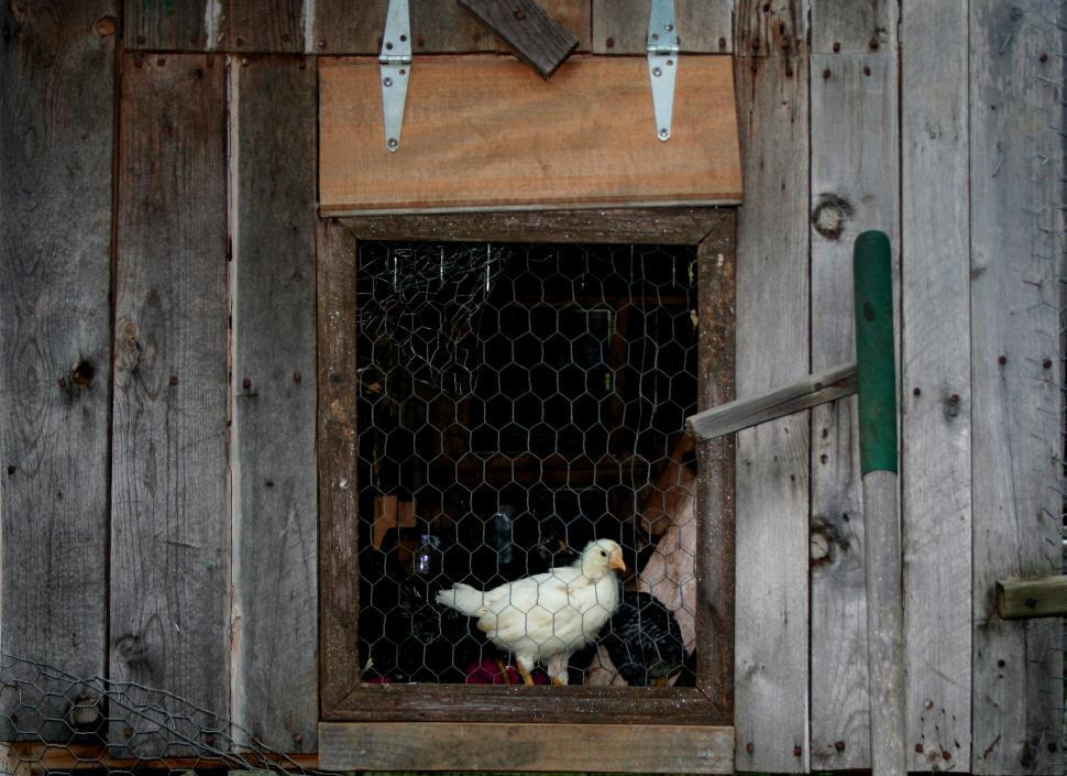 Free Image of Baby Chicks in Chicken House  
