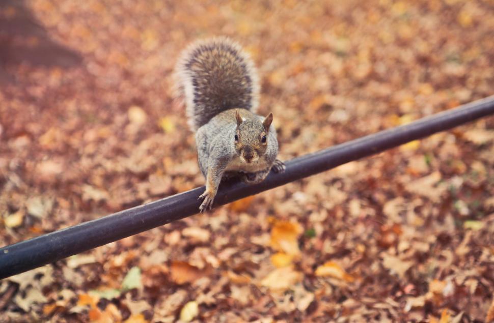 Free Stock Photo of A squirrel sitting on a metal pipe over autumn