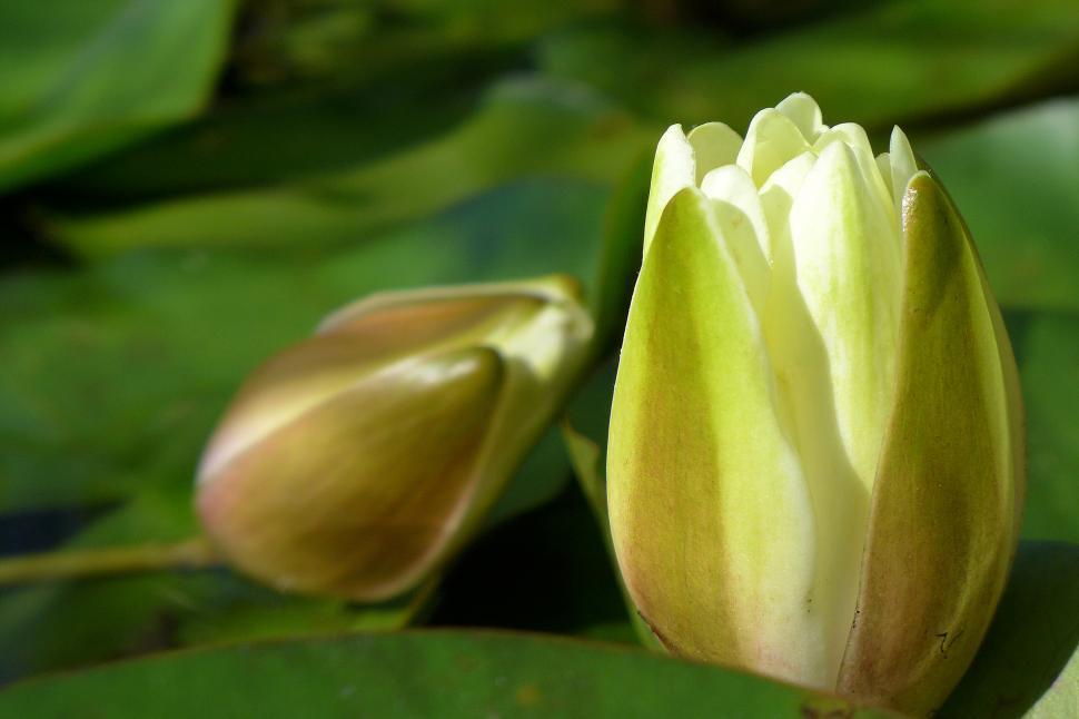 Free Stock Photo of Water Lily Flower Buds Partially Open Download