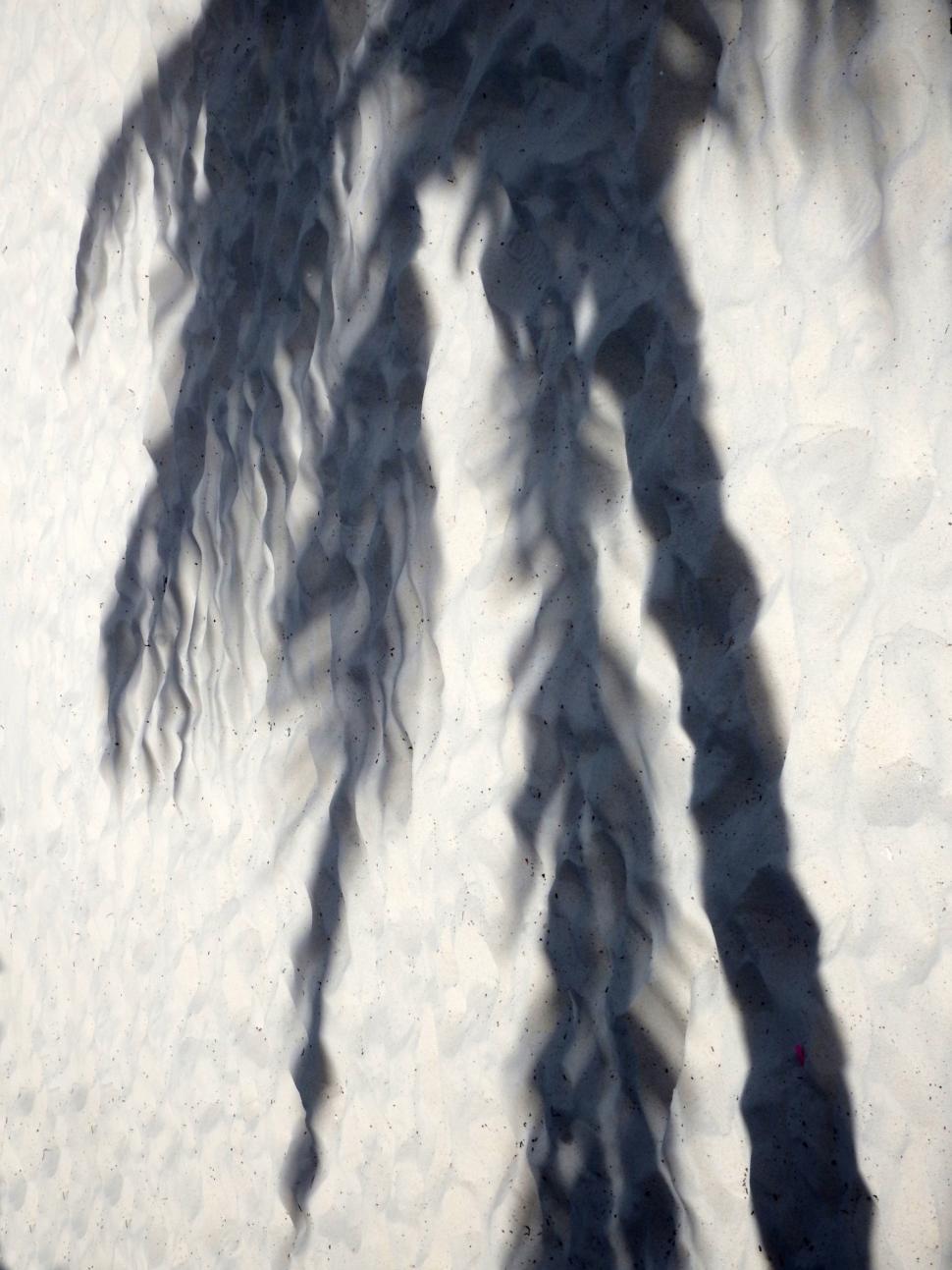 Free Image of Shadow of a tropical palm tree on a sandy beach  