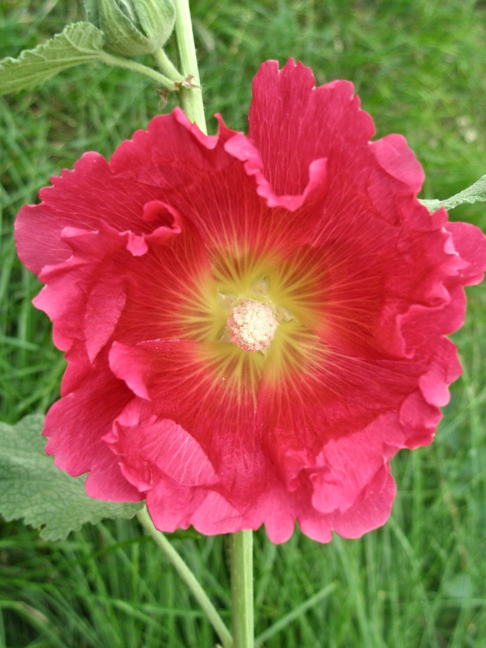 Free Stock Photo of Dark Pink Hollyhock | Download Free Images and Free ...