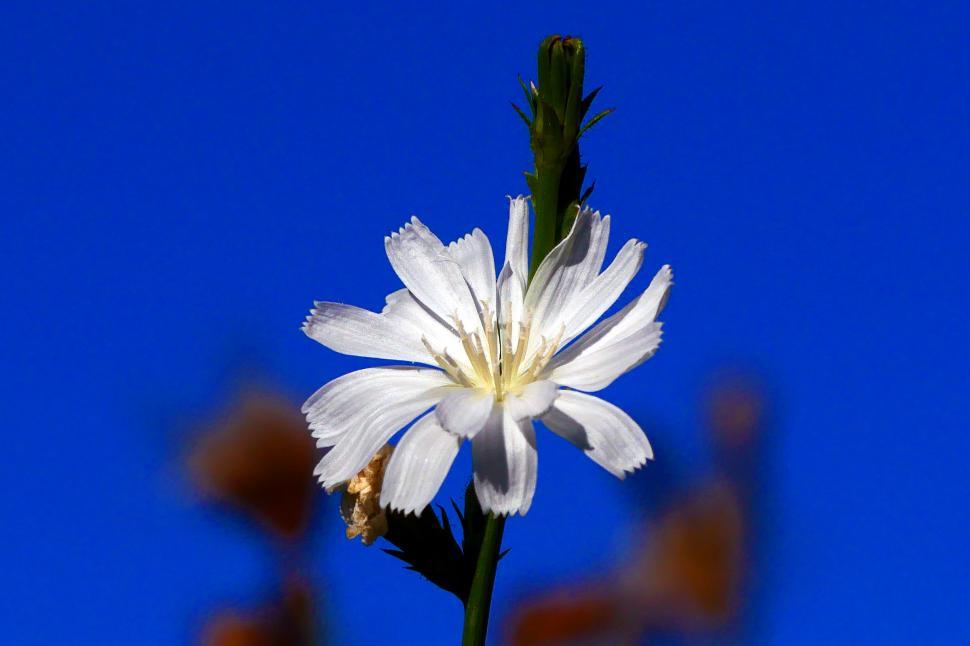 Pressed and dried blue flowers chicory or cichorium. Isolated on white  Stock Photo