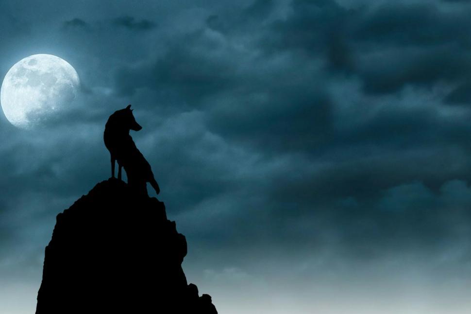 Free Stock Photo Of Wolf Under Moonlight Download Free Images And Free Illustrations