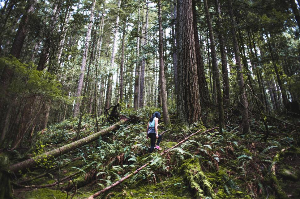 Free Image of A young female hiker in the forest 