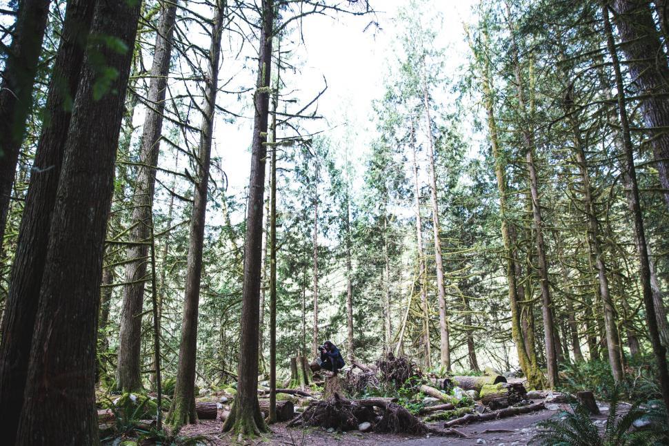 Free Image of A nature photographer in the forest 