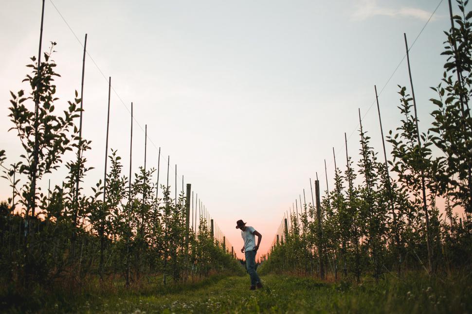 Free Image of A young Caucasian man in a vineyard 
