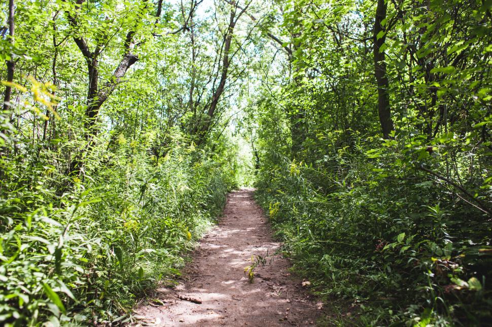Free Image of A path in the forest 