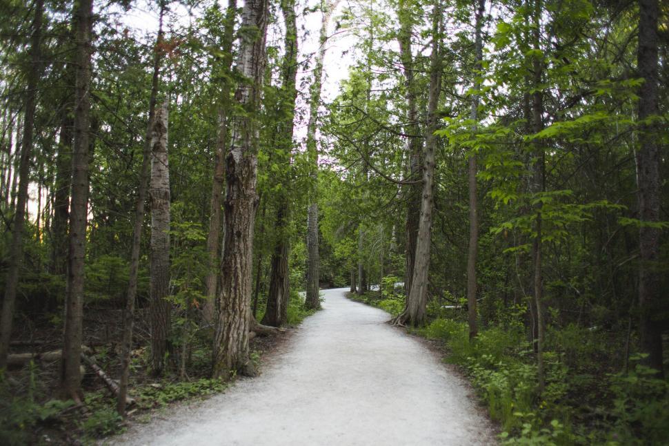 Free Image of A path in the forest 