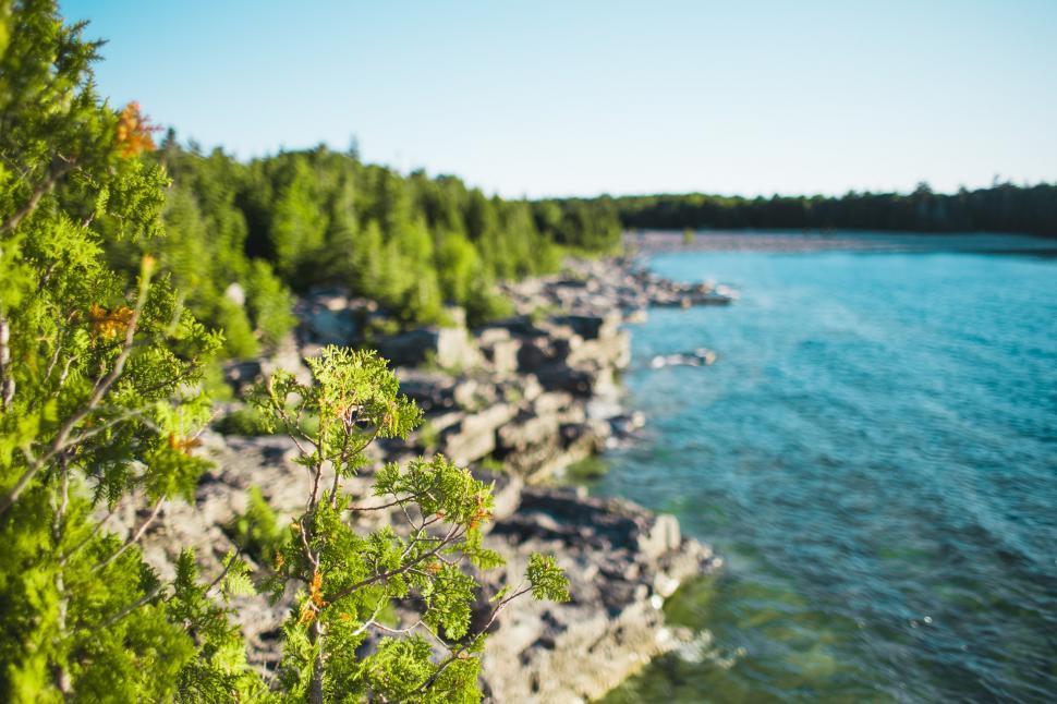 Free Image of Water edge plants in sunshine 