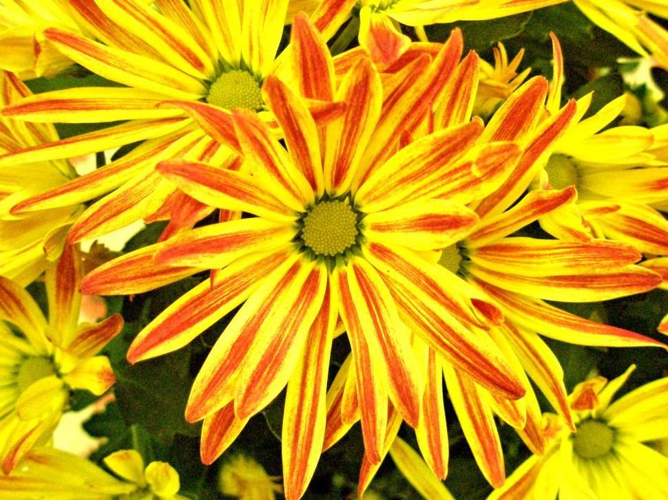 Free Image of Painted Chrysanthemum 