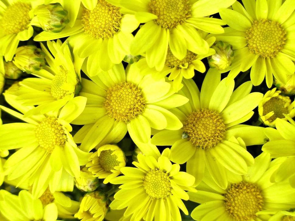 Free Image of Bright Yellow Chrysanthemum 