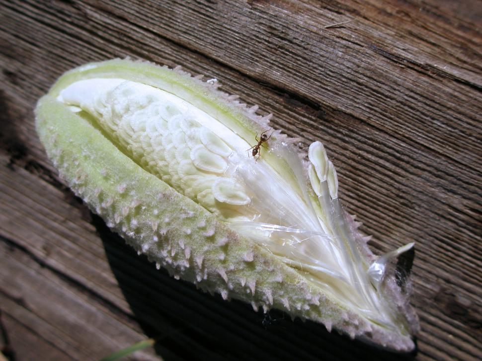 Free Image of Ant on a Milkweed Seed Pod 